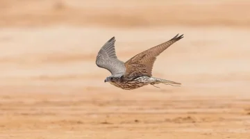 معرض الصقور والصيد الدولي يفتح أبوابه الخميس بفعاليات هي الأضخم بتاريخه